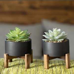 Set of (2) Potted Succulents