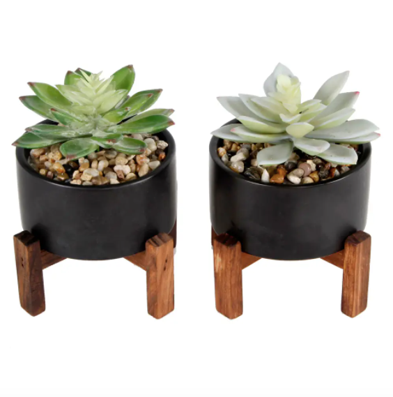 Set of (2) Potted Succulents